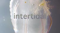 intertidal
